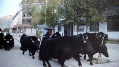 Tibet Lhasa 1987 PICT0451