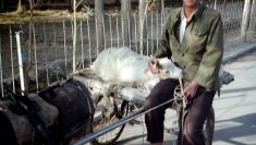Xinjiang Tashkorgan 1987 PICT0088